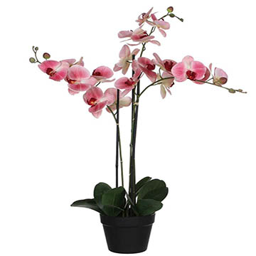 Phalaenopsis