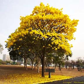 Tabebuia chrysantha 