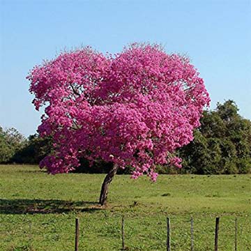 Tabebuia rosea